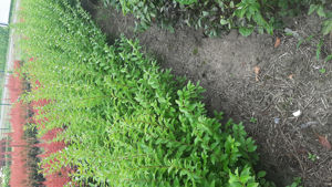 Bild von Ligustrum